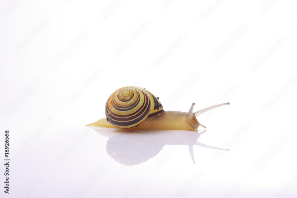 Poster Schnecke