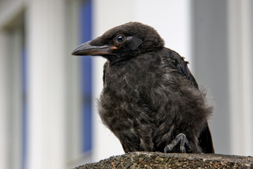 Rabenkrähe Jungvogel Wildvogel