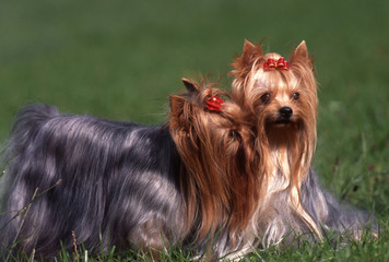 Yorkshire embrassant un autre yrokshire - amitié tendresse