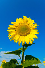 Naklejka premium sunflower on blue sky background
