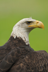 aigle 2