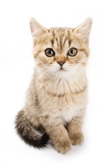British kitten on white background
