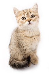 British kitten on white background