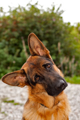 German Shepherd