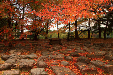 名古屋城の紅葉