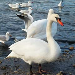 Obraz premium White swans.