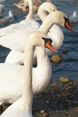 White swans.