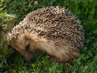 hedgehog sleeping