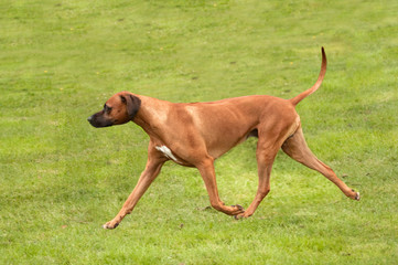 rhodesian ridgeback on the move