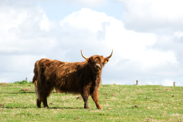 Highland Cow