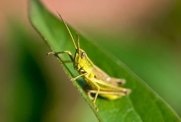 grasshopper