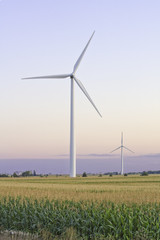 Two large windmills in a cornfield vertical