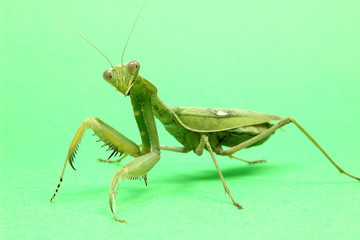 MANTIS RELIGIOSA