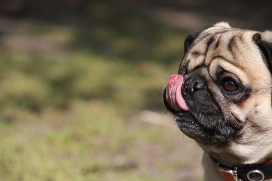 Mops zeigt die Zunge