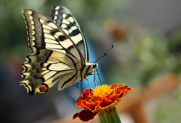 butterfly