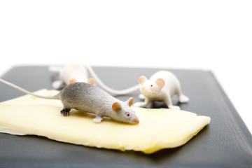 Mäuse und Käse