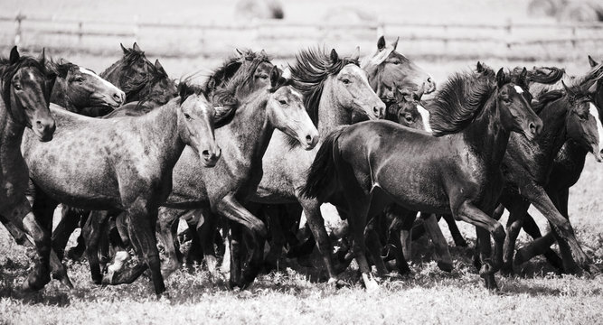 A herd of young horses