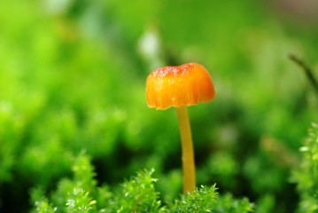 オレンジ色のキノコ