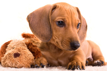 dachshund puppy