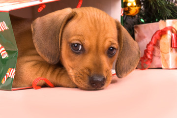 dachshund puppy