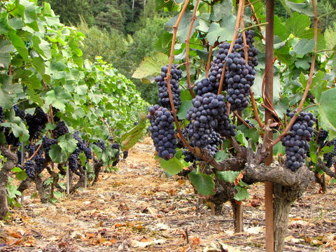 La vigne g&eacute;n&eacute;reuse.