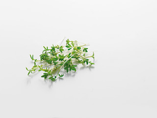 garden cress, Gartenkresse