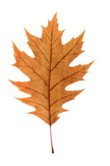 Herbstblatt
