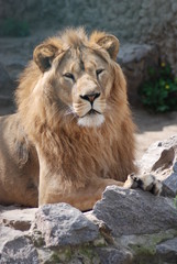 Lion among rocks