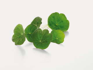 nasturtium, Tropaeolum, Kapuzinerkresse