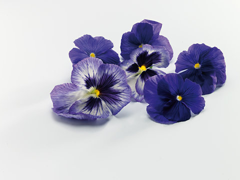 pansy, pansy violets, edible flowers, Veilchen, essbare Blueten