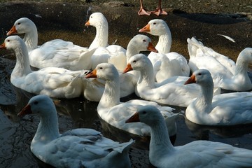 Obraz premium Gänse