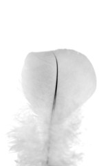 black and white feather