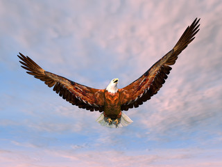 Seeadler