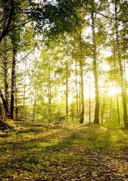 birch trees in a autumn forest
