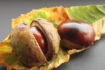 Kastanien