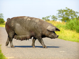 Pig
