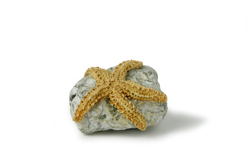 Etoile de mer séchée sur fond blanc