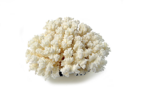 Corail blanc sur fond blanc