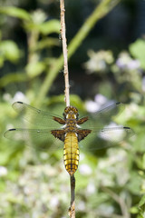 Broad Bodied Chaser Dragonfly - Libellula depressa