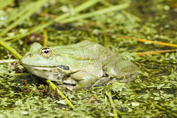Marsh Frog