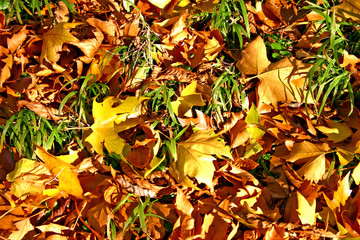 Green grass and Autumn leaves