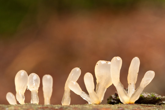 Jelly Clubs