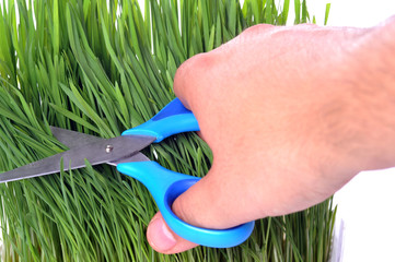 scissors cutting fresh grass