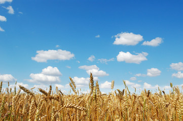 Golden ripe wheat field against a cloudy blue sky
