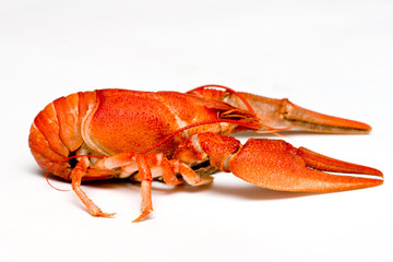 crawfish