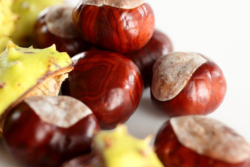 Kastanien auf weiss _Rosskastanien_