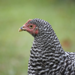 hen up close