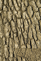 tree bark