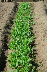野菜の列