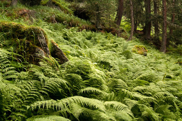 Fototapeta premium Wald